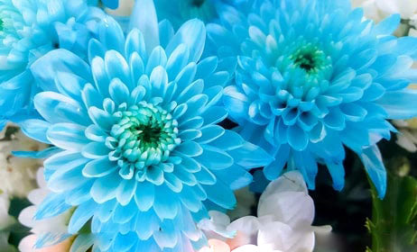 Sky Blue Chrysanthemum Flower Seeds for Planting – Heirloom Non-GMO, High Germination Organic Garden Seeds