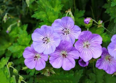 Light Lavender Geranium Flower Seeds for Planting – Heirloom, Non-GMO, High Germination Organic Garden Seeds