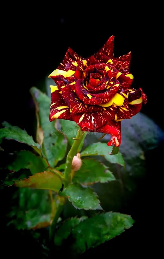 Maroon Yellow Rose Flower Seeds for Planting – Sun Loving, Heirloom & Non-GMO Organic Garden Seeds