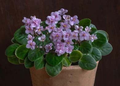 Light Pink Mini Violet Flower Seeds for Planting – Heirloom, Non-GMO, Seasonal Bloomer, High Germination