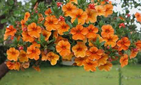 Orange Petunia Flower Seeds for Planting – Heirloom, Non-GMO, High Germination Organic Garden Seeds