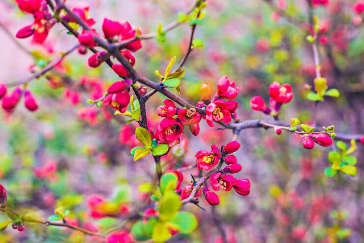 Pink Cerasus Flower Seeds for Planting – Heirloom, Non-GMO, High Germination Organic Garden Seeds