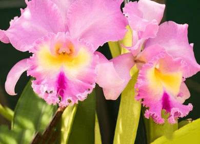 Light Pink Cattleya Flower Seeds for Planting – Heirloom Non-GMO High Germination Organic Garden Seeds