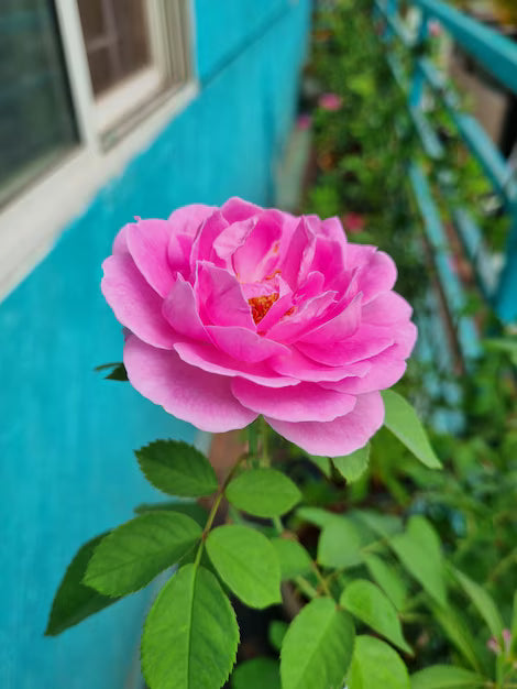 Home Garden Rose Flower Seeds for Planting Mixed – Fragrant Blossoms, Heirloom & Non-GMO, High Germination Organic Garden Seeds