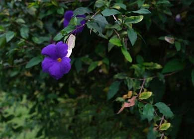 Dark Blue Mandevilla Flower Seeds for Planting – Heirloom, Non-GMO, High Germination Organic Garden Seeds