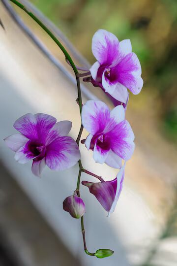 White Violet Orchid Flower Seeds for Planting – Sun Loving, Heirloom & Non-GMO Home Garden Seeds