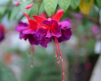 Purple Red Double Petals Fuchsia Seeds for Planting | Heirloom Non-GMO High Germination
