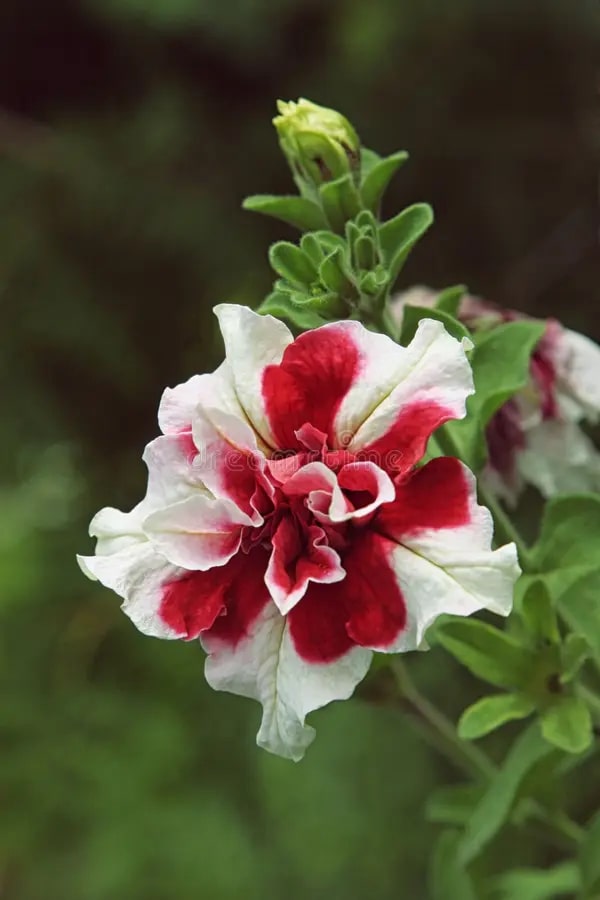 Red White Double Petunia Flower Seeds for Planting – Heirloom, Non-GMO, High Germination Organic Garden Seeds