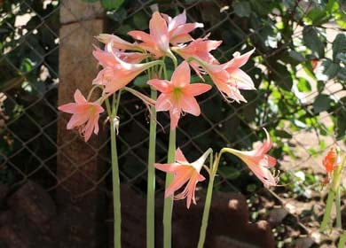 Light Orange Amaryllis Barbados Flower Seeds for Planting – Heirloom, Non-GMO, High Germination Seeds