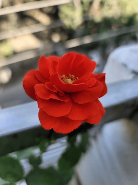 Dark Red Orange Rose Flower Seeds for Planting – Heirloom, Non-GMO, High Germination, Pollinator Friendly