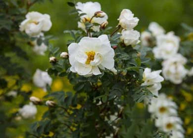 Cream Rosa Xanthina Flower Seeds for Planting – Heirloom, Non-GMO, Wildflower Mix, High Germination