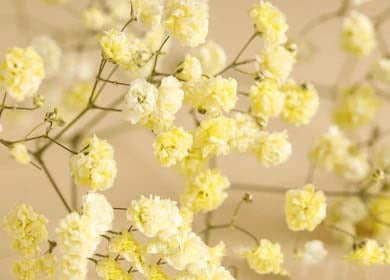 Light Yellow Gypsophila Paniculata Seeds for Planting – Heirloom, Non-GMO, High Germination Organic Garden Seeds