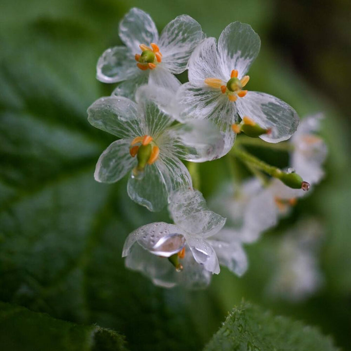 Transparent Skeleton Flower Seeds for Planting – Heirloom, Non-GMO, Easy to Grow Organic Garden Seeds