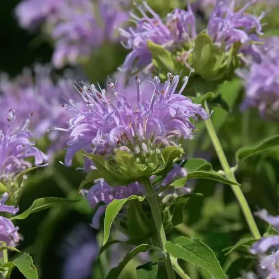 Lavender Beebalm Flower Seeds for Planting – Hardy Variety, Heirloom & Non-GMO, High Germination