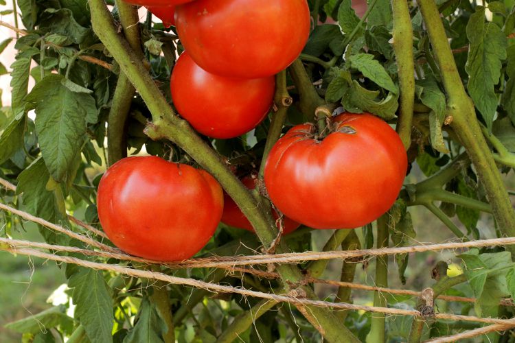 Burbank Tomato Seeds for Planting – Heirloom Non-GMO Organic Garden Seeds – Firm Red Tomatoes by Luther Burbank