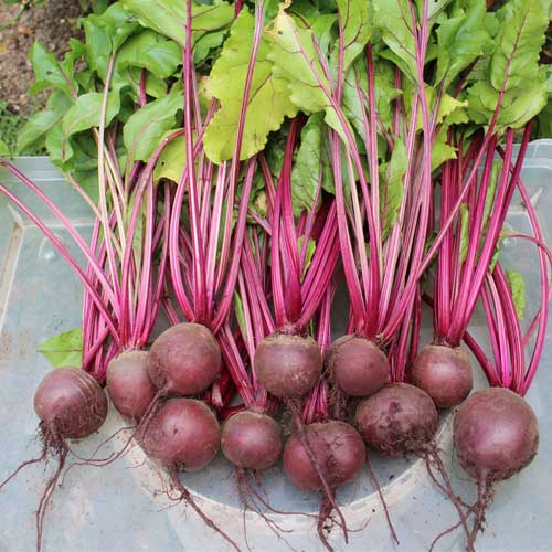 TEMP Hybrid Red Beetroot Seeds for Planting – Heat Tolerant, Uniform Roots, High-Yielding Vegetable Seeds