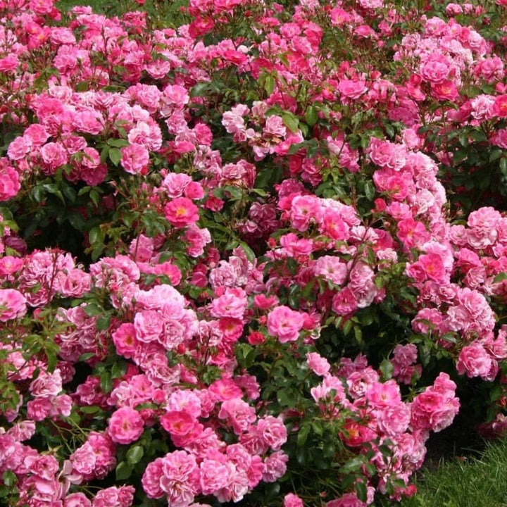 Floribunda Flower Seeds for Planting – Heirloom Non-GMO, High Germination Organic Garden Seeds