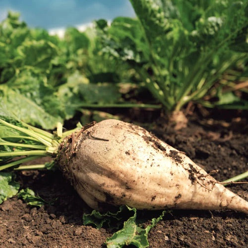 White Sugar Beet Vegetable Seeds for Planting – Heirloom & Non-GMO Seeds for Juicing & Cooking
