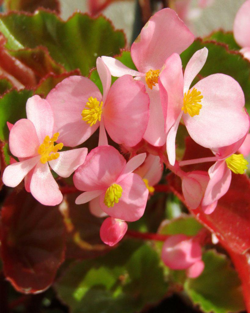 Begonia Flower Seeds for Planting – Heirloom Non-GMO, High Germination Organic Garden Seeds