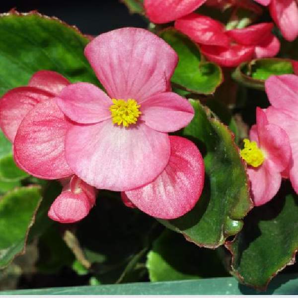Ambassador Begonia Flower Seeds for Planting – Heirloom, Non-GMO, High Germination Organic Garden Seeds