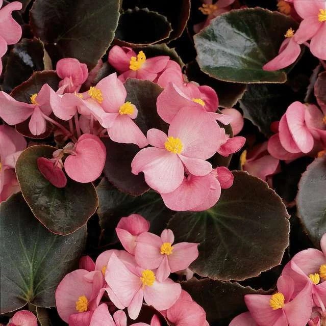 Begonia Flower Seeds for Planting – Heirloom Non-GMO, High Germination Organic Garden Seeds