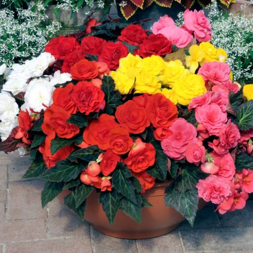 Pelleted Begonia Flower Seeds for Planting - Heirloom, Non-GMO, High Germination Organic Garden Seeds