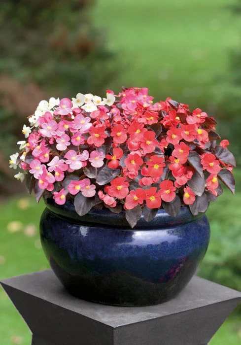 Mixed Begonia Flower Seeds for Planting – Heirloom Non-GMO High Germination Organic Garden Seeds