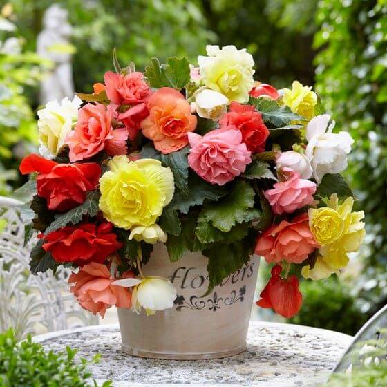 Mixed Begonia Flower Seeds for Planting – Heirloom Non-GMO High Germination Organic Garden Seeds