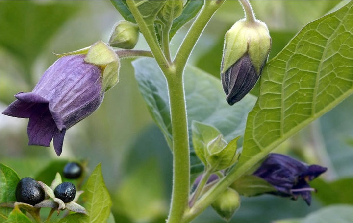 Black Belladonna Flower Seeds for Planting – Heirloom Non-GMO, High Germination Organic Garden Seeds