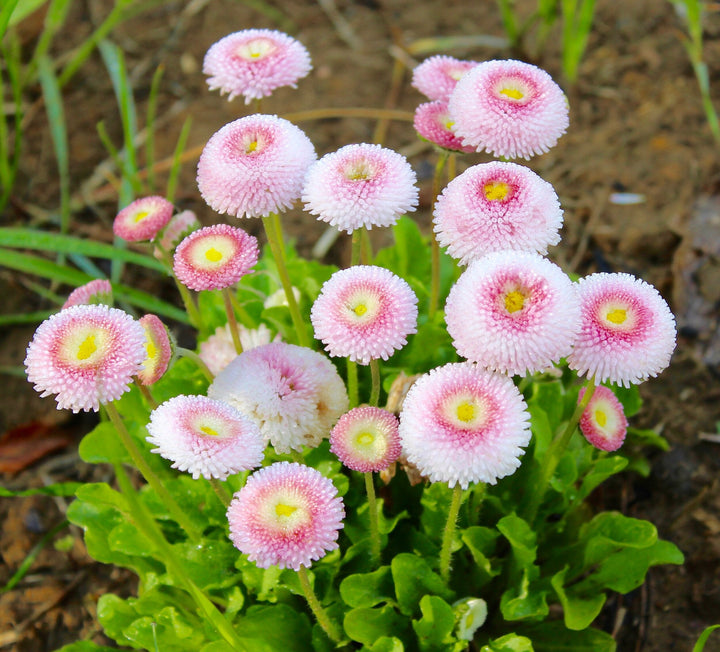 Flower Seeds, Seeds,Seeds For Planting,Plant Seeds