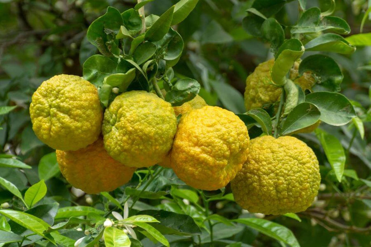 Jinhua Bergamot Herb Seeds for Planting – Heirloom, Non-GMO, Organic Garden Seeds with High Germination