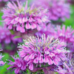 Violet Bergamot Flower Seeds for Planting – Heirloom, Non-GMO, High Germination Organic Garden Seeds