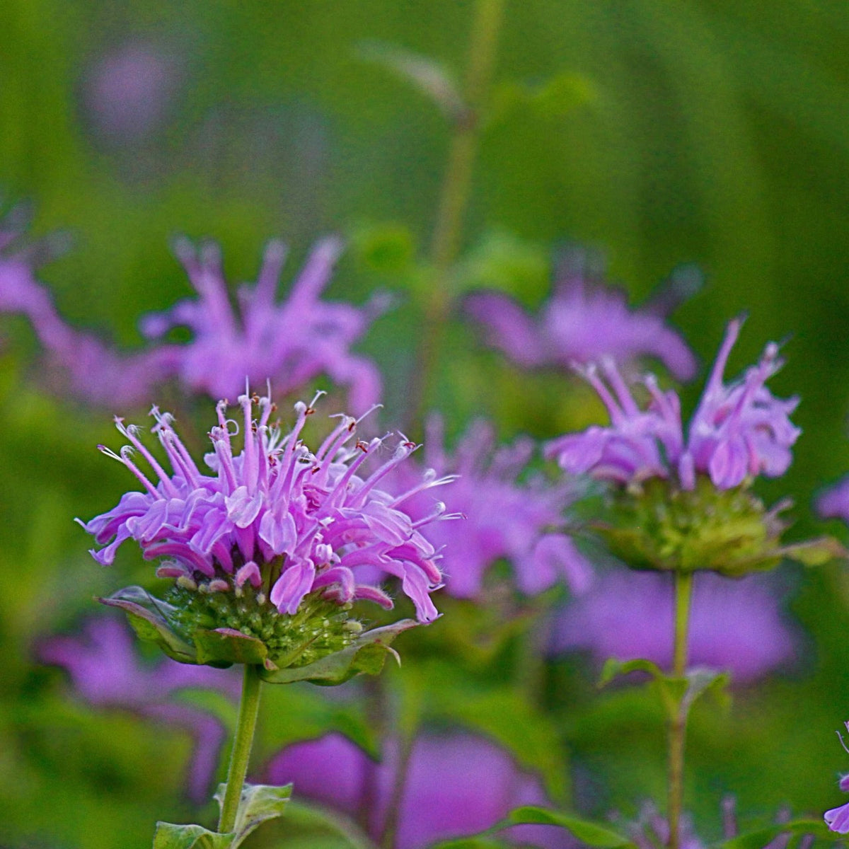 Lavender Bergamot Herb Seeds – Heirloom, Non-GMO Easy Care Seeds for Garden Planting