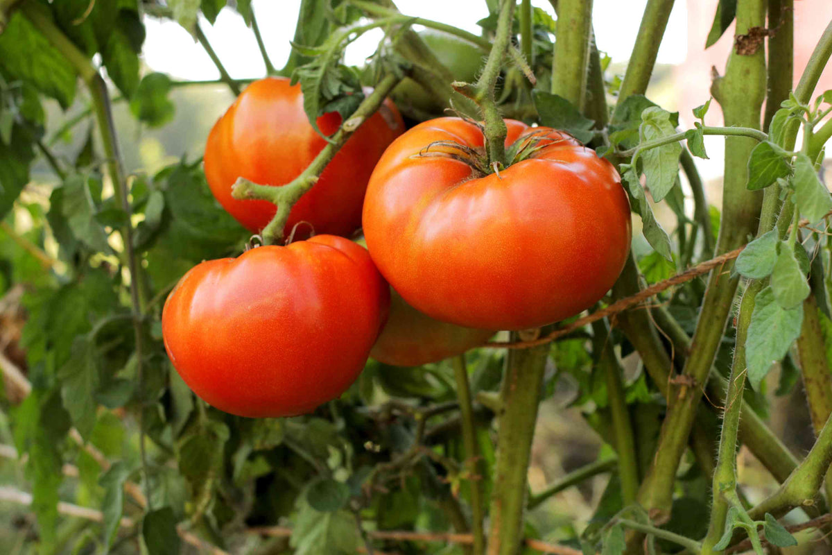 Better Boy Tomato Seeds – Heirloom Non-GMO High-Yield Juicy Vegetable Seeds for Planting, Organic Garden Seeds