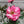 Flower Seeds, Seeds,Seeds For Planting,Plant Seeds