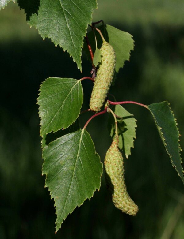 Green Betula Pendula Herb Seeds – Heirloom, Non-GMO Seeds Best for Container Gardening