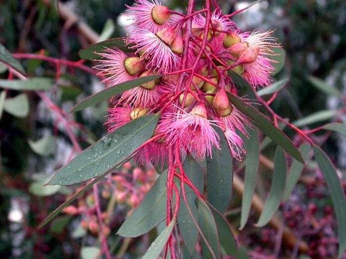 Pink Eucalyptus Sideroxylon Herb Seeds for Planting – Heirloom, Non-GMO, Organic Garden Seeds with High Germination