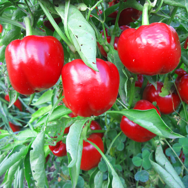 Nora Pepper Seeds for Planting – Heirloom Non-GMO Mild Sweet Chili Vegetable Seeds with High Germination for Organic Gardens