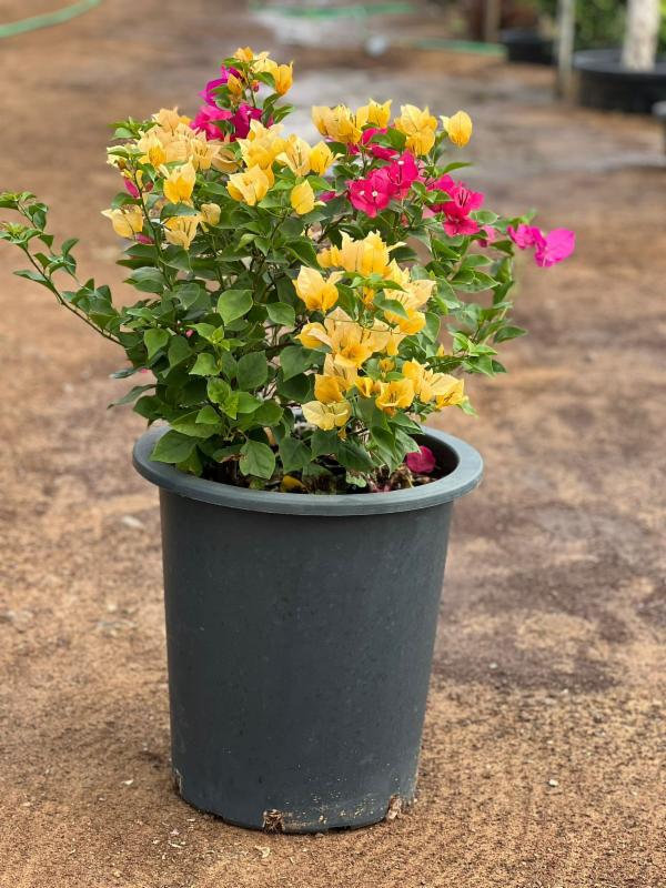Pink Yellow Bougainvillea Flower Seeds for Planting – Colorful Display, Heirloom &amp; Non-GMO Garden Seeds