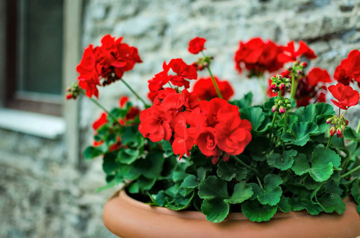 Flower Seeds, Seeds,Seeds For Planting,Plant Seeds
