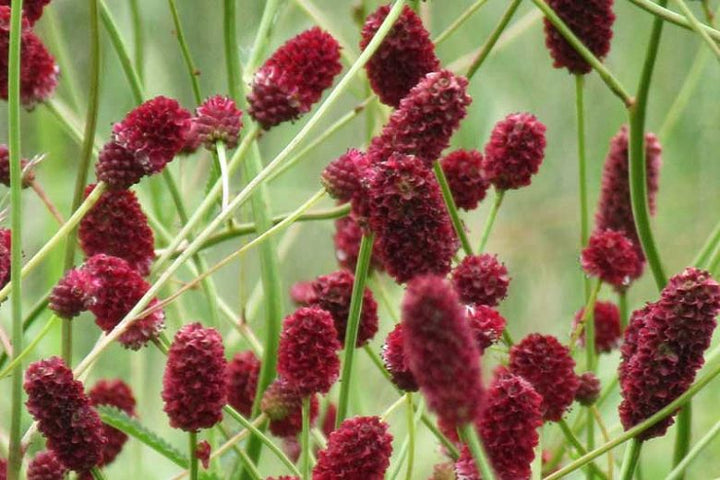 Red Sanguisorba Officinalis Herb Seeds for Planting – Heirloom, Non-GMO Seeds for Lush Garden Growth