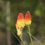 Red Yellow Kniphofia Flower Seeds for Planting – Long Bloom Season, Heirloom & Non-GMO Organic Garden Seeds