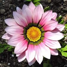 Cream Pink Gazania Flower Seeds for Planting - Heirloom, Non-GMO, Drought Tolerant, High Germination