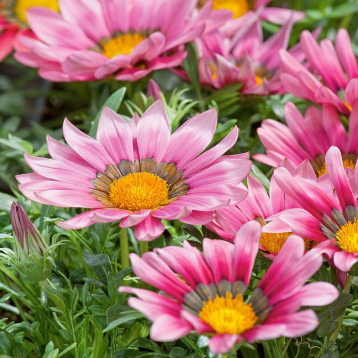 Cream Pink Gazania Flower Seeds for Planting - Heirloom, Non-GMO, Drought Tolerant, High Germination