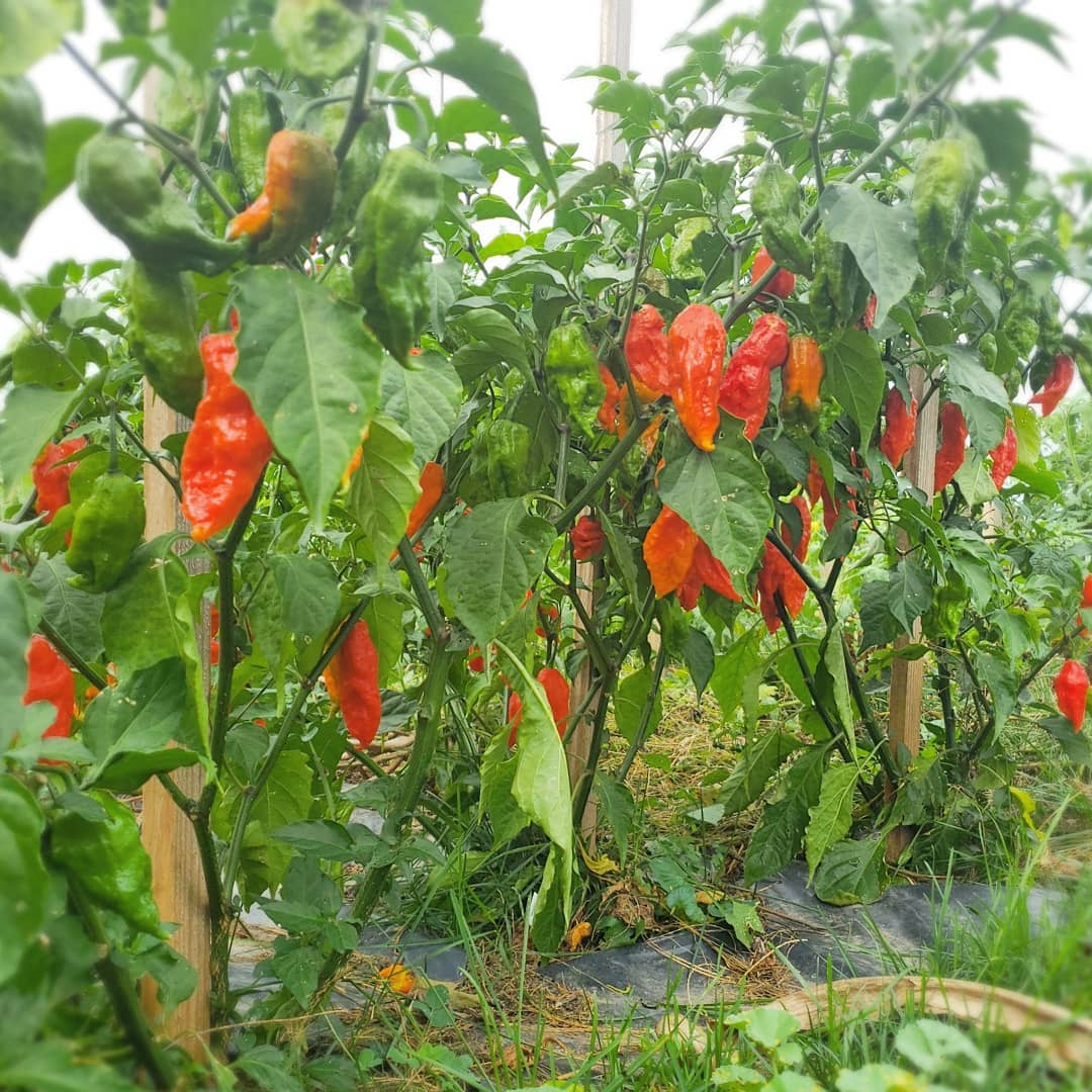 Ghost Pepper Bhut Jolokia Seeds for Planting – Heirloom, Non-GMO, Extremely Hot Chili – High Germination