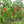 Bhut Jolokia Seeds for Planting – Heirloom Non-GMO Extremely Hot Pepper Seeds with High Germination for Organic Gardens