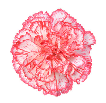 Red White Carnation Flower Seeds for Planting – Garden Favorite, Heirloom & Non-GMO Home Garden Seeds
