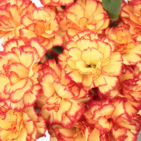 Red Yellow Carnation Flower Seeds for Planting – Heirloom, Non-GMO, High Germination Organic Garden Seeds