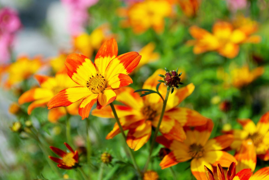 Bidens Flower Seeds for Planting – Heirloom Non-GMO, High Germination Organic Garden Seeds