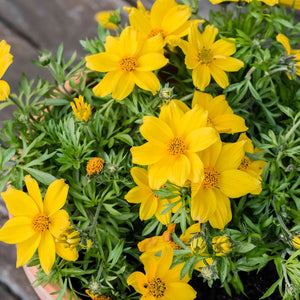 Flower Seeds, Seeds,Seeds For Planting,Plant Seeds